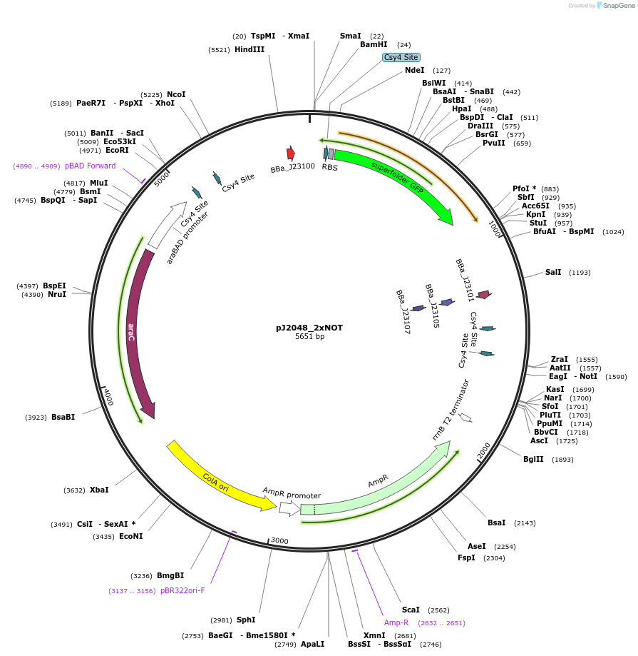 140673-plasmid-map-sequence-id-305153