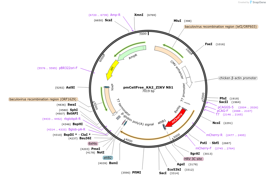145362-plasmid-map-sequence-id-305166