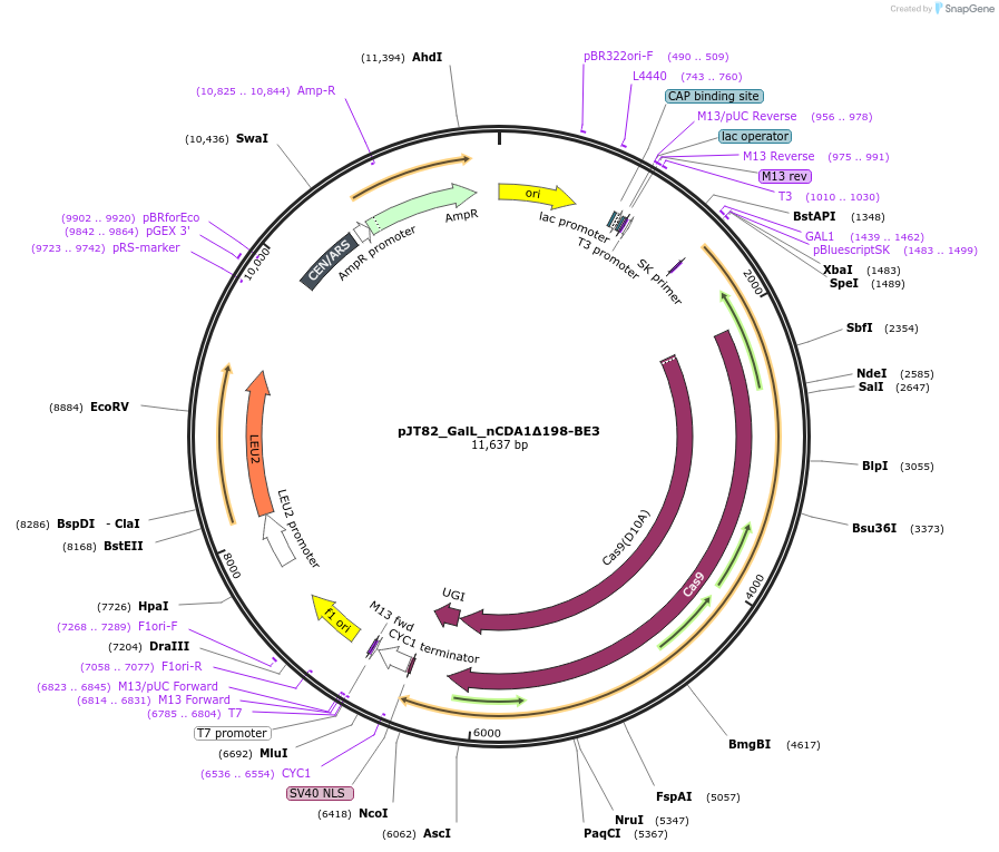 145046-plasmid-map-sequence-id-305167