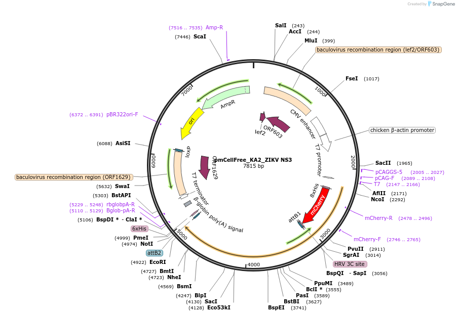 145365-plasmid-map-sequence-id-305168