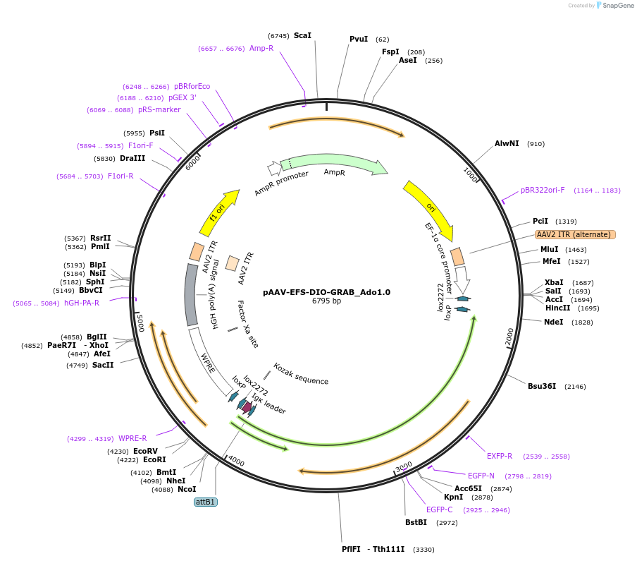153291-plasmid-map-sequence-id-305180