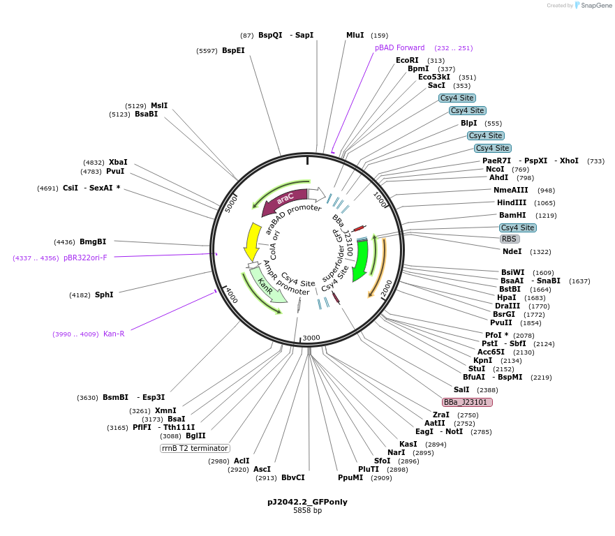 140686-plasmid-map-sequence-id-305189