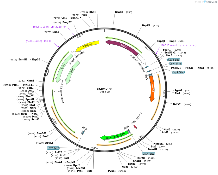 140685-plasmid-map-sequence-id-305192