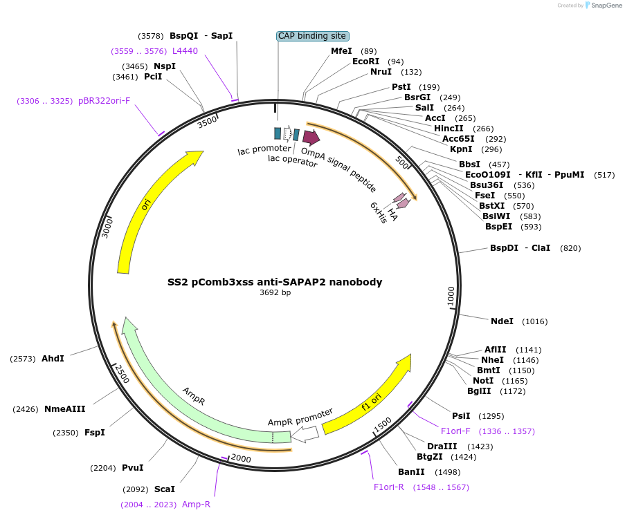 145820-plasmid-map-sequence-id-305205