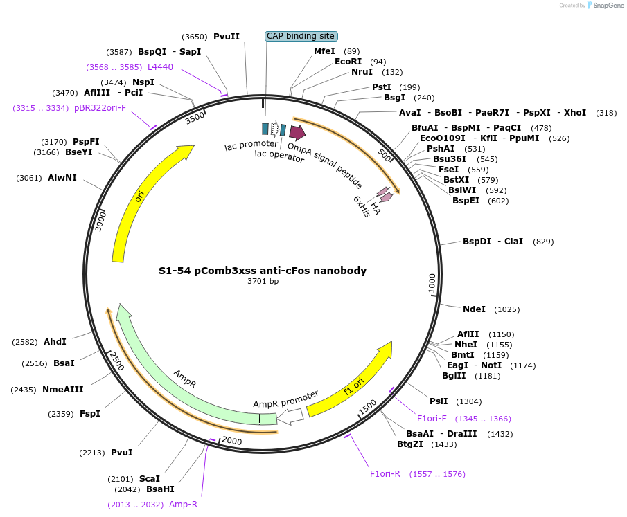 145836-plasmid-map-sequence-id-305206