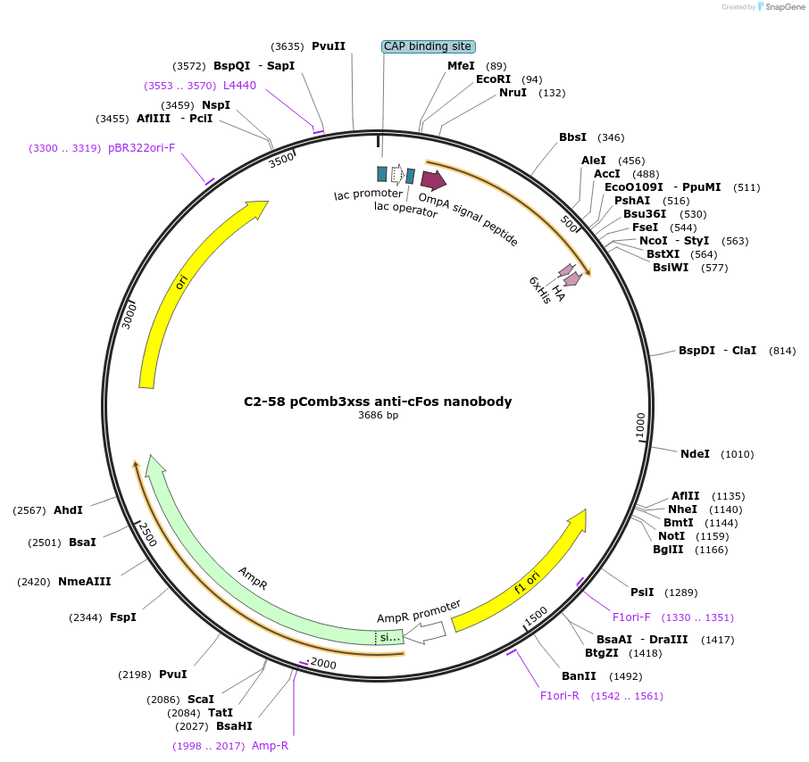 145831-plasmid-map-sequence-id-305207