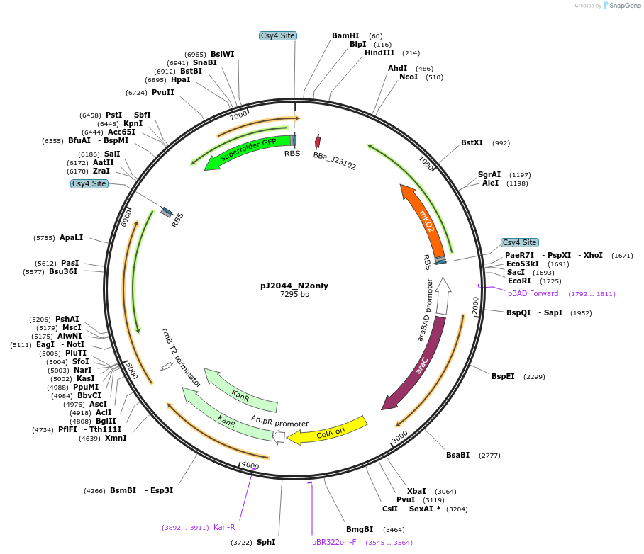 140689-plasmid-map-sequence-id-305226