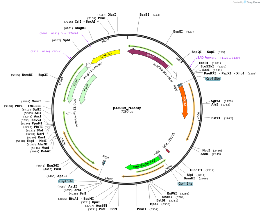 140682-plasmid-map-sequence-id-305230