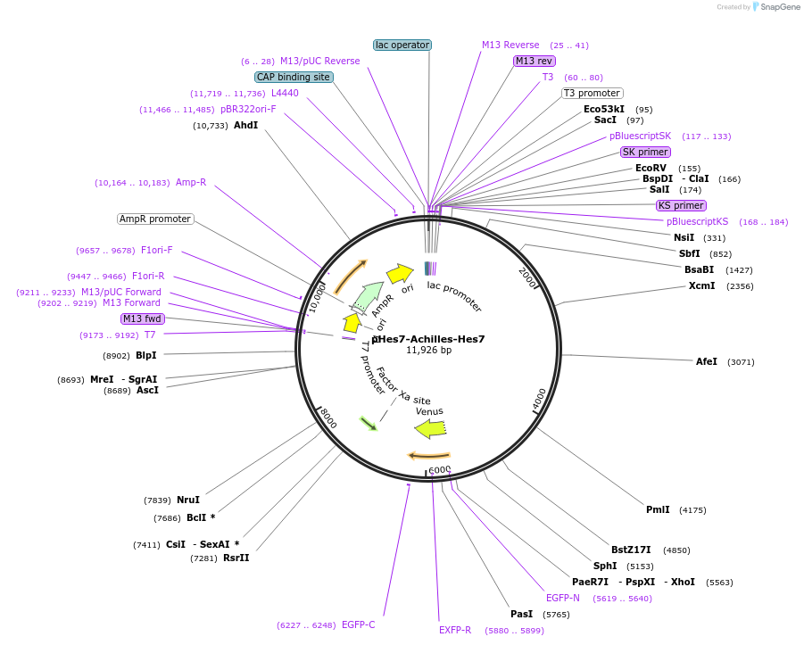 153528-plasmid-map-sequence-id-305297