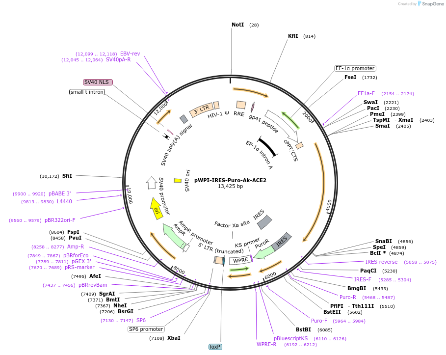 154985-plasmid-map-sequence-id-305311