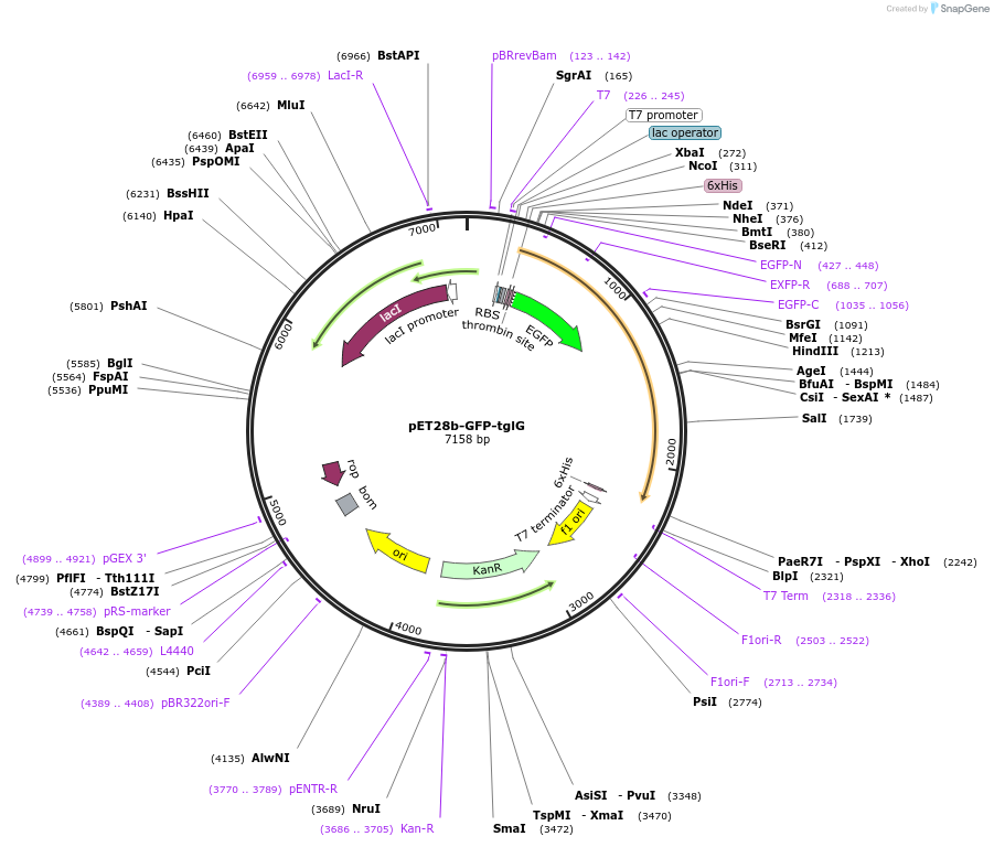 134679-plasmid-map-sequence-id-305577