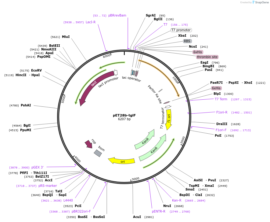 134681-plasmid-map-sequence-id-305586