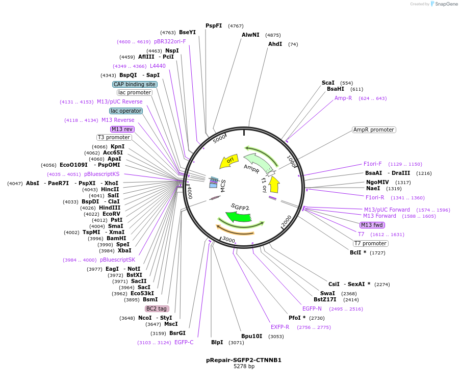 153430-plasmid-map-sequence-id-305620
