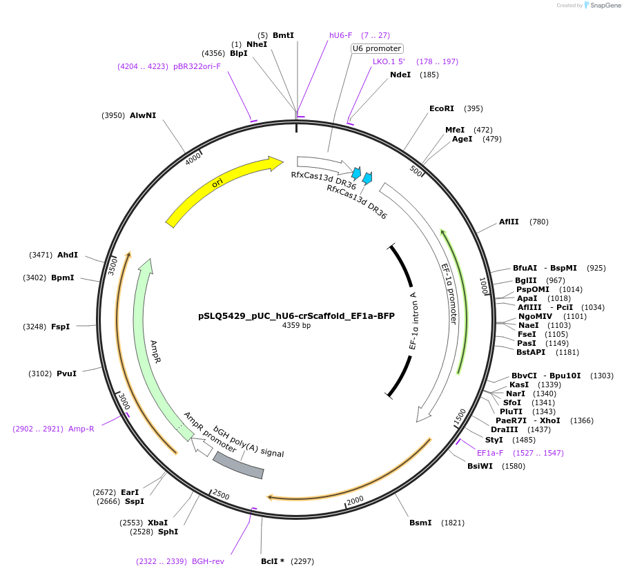 155306-plasmid-map-sequence-id-305645