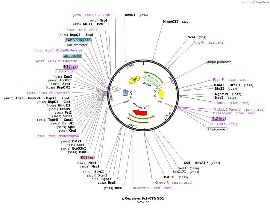 153431-plasmid-map-sequence-id-305646
