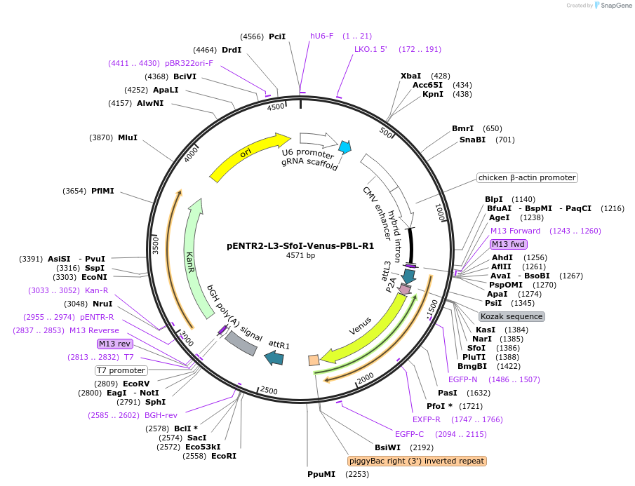 141019-plasmid-map-sequence-id-305677