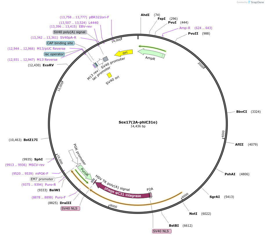 140762-plasmid-map-sequence-id-305678