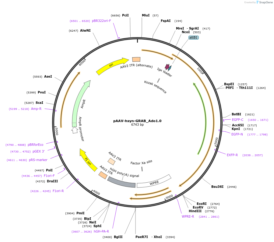 153285-plasmid-map-sequence-id-305682