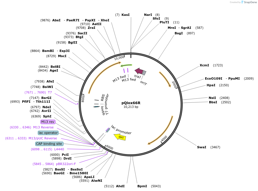 135657-plasmid-map-sequence-id-305684