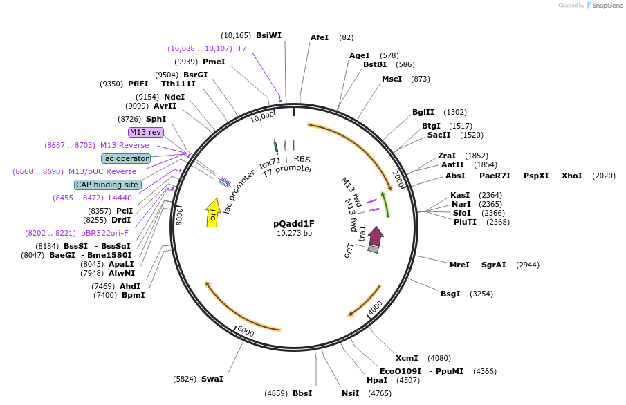 135660-plasmid-map-sequence-id-305687