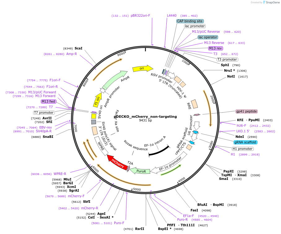 140109-plasmid-map-sequence-id-305731