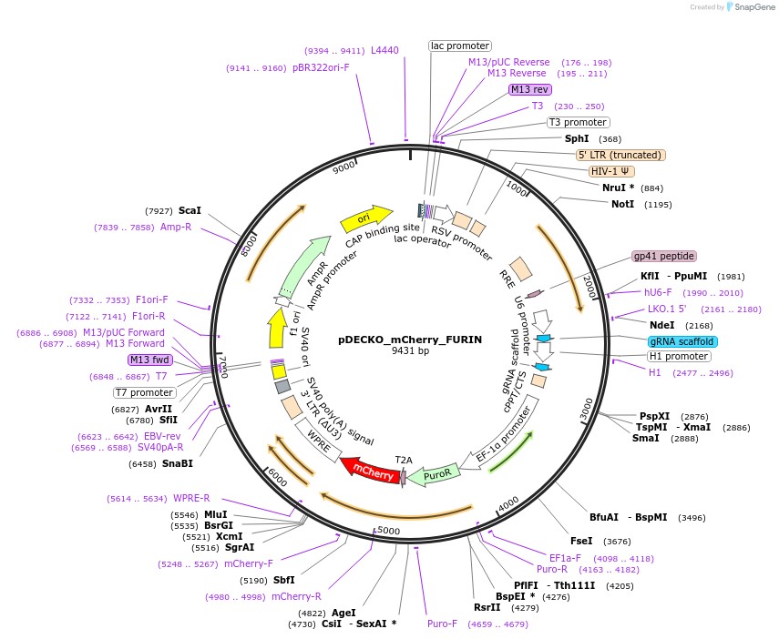 140103-plasmid-map-sequence-id-305733