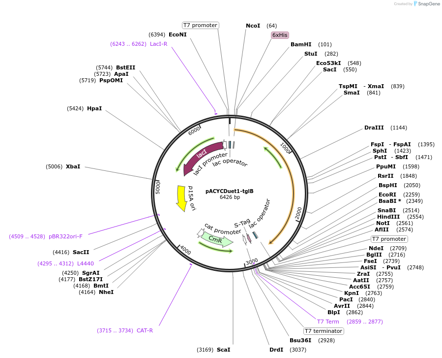 134676-plasmid-map-sequence-id-305744