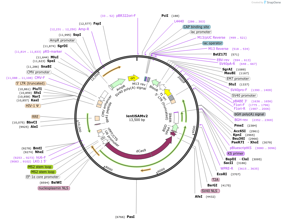 75112-plasmid-map-sequence-id-305764