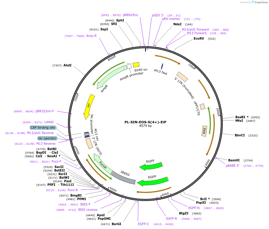 21314-plasmid-map-sequence-id-305770