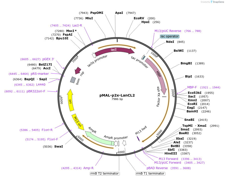 154192-plasmid-map-sequence-id-305773