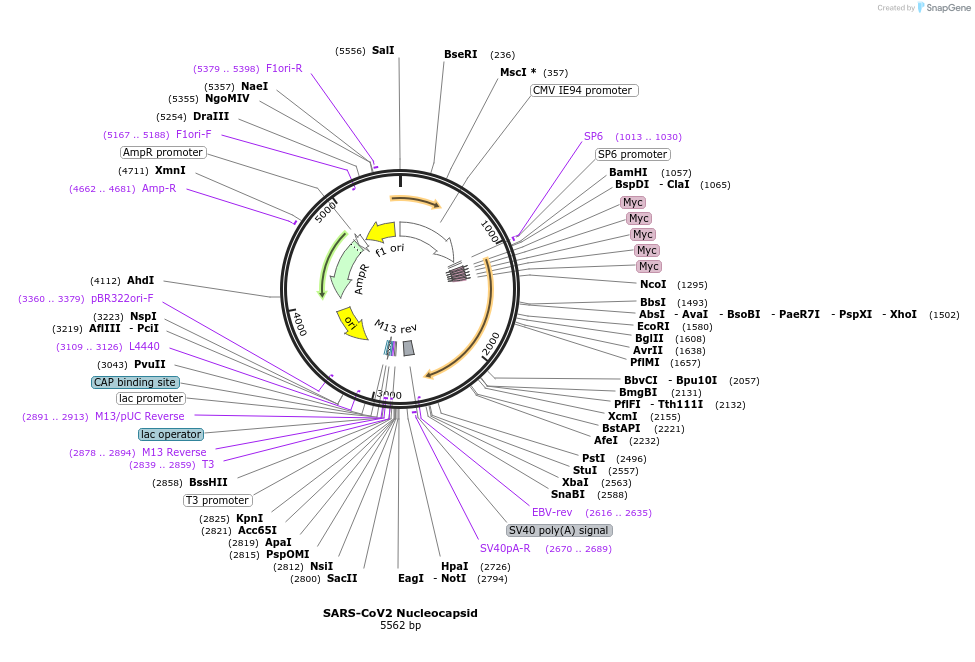 153201-plasmid-map-sequence-id-305776
