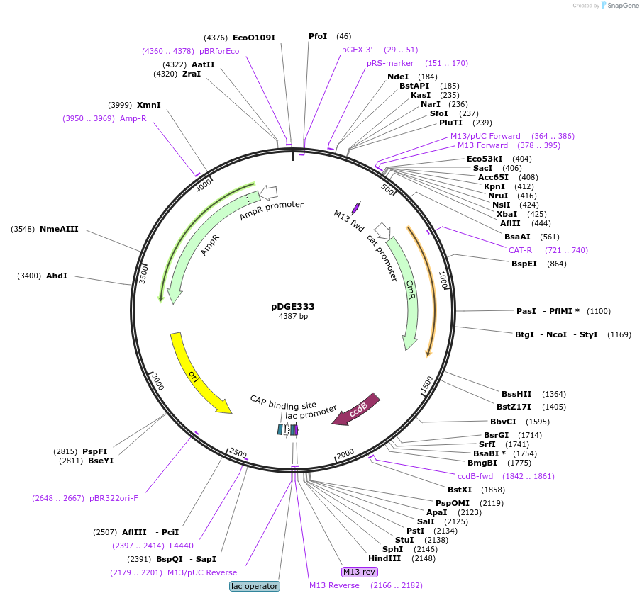 153242-plasmid-map-sequence-id-305781