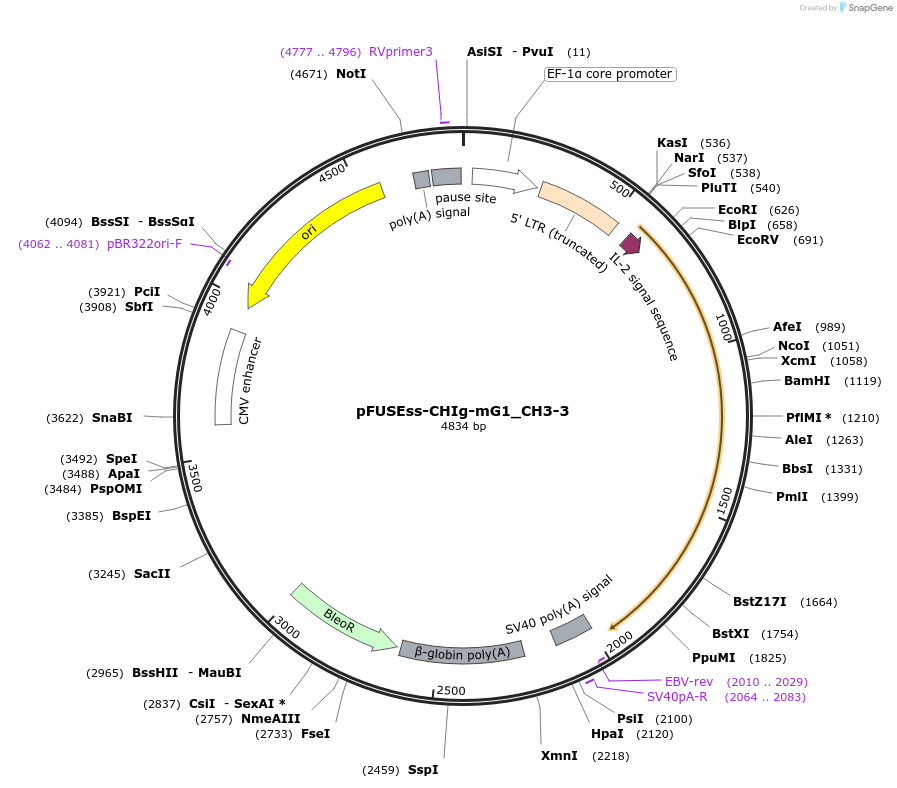 105853-plasmid-map-sequence-id-305783