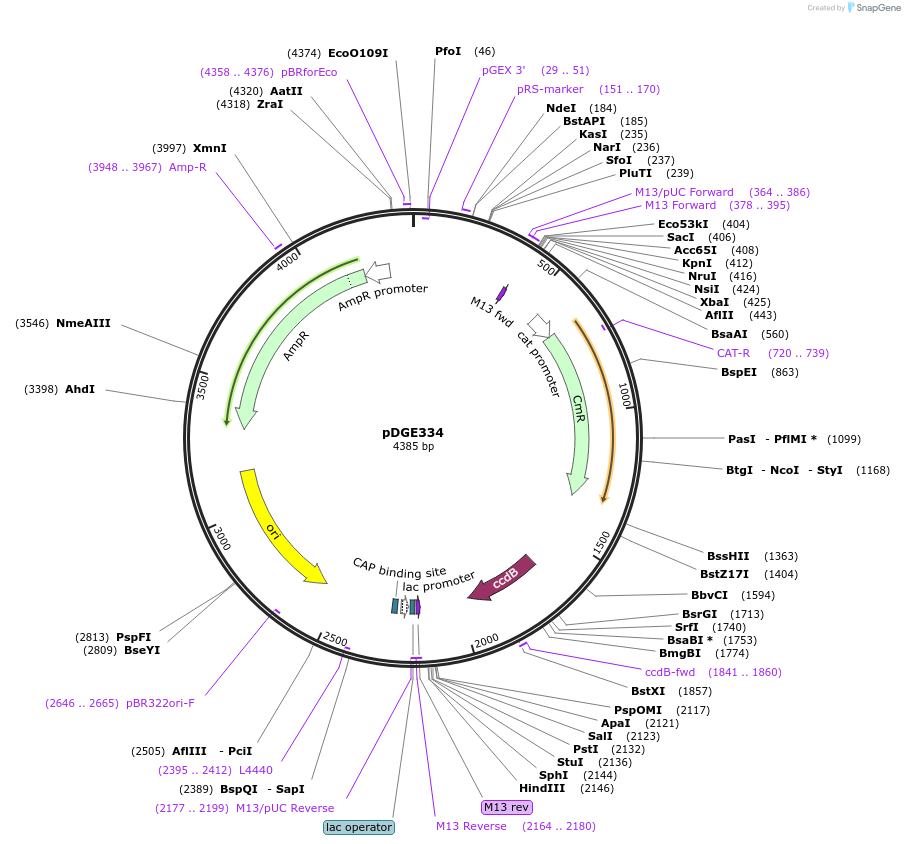 153243-plasmid-map-sequence-id-305787