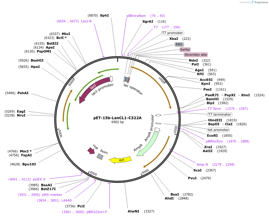 154191-plasmid-map-sequence-id-305788