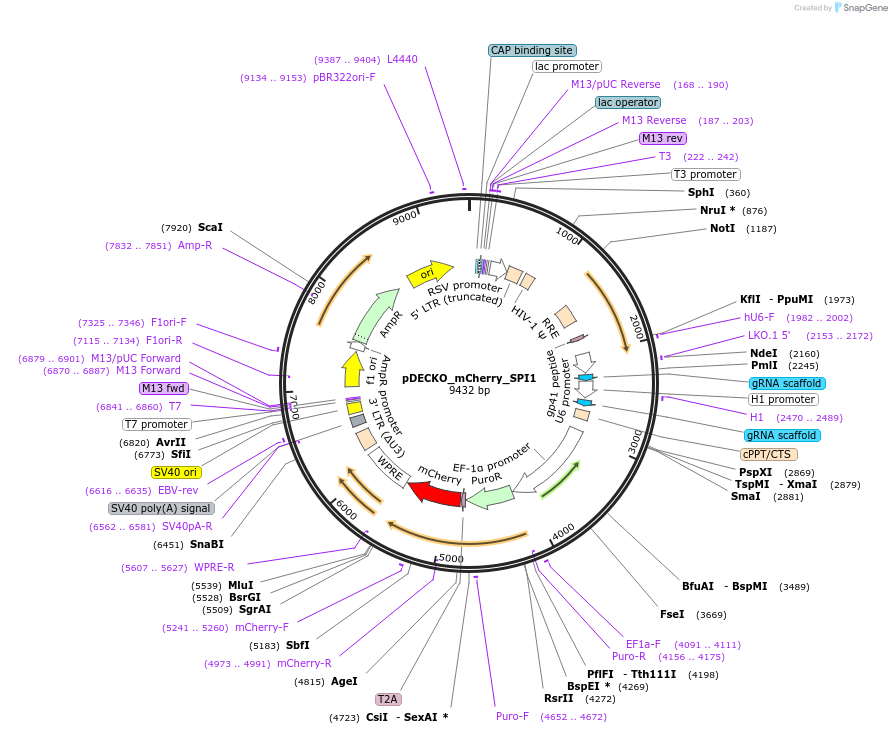 140099-plasmid-map-sequence-id-305789
