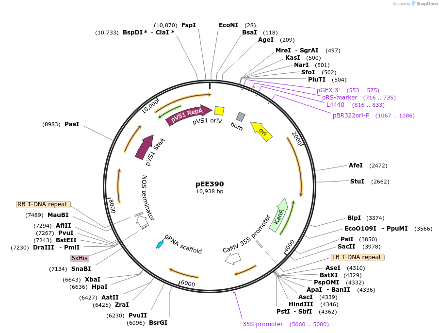 149280-plasmid-map-sequence-id-305795