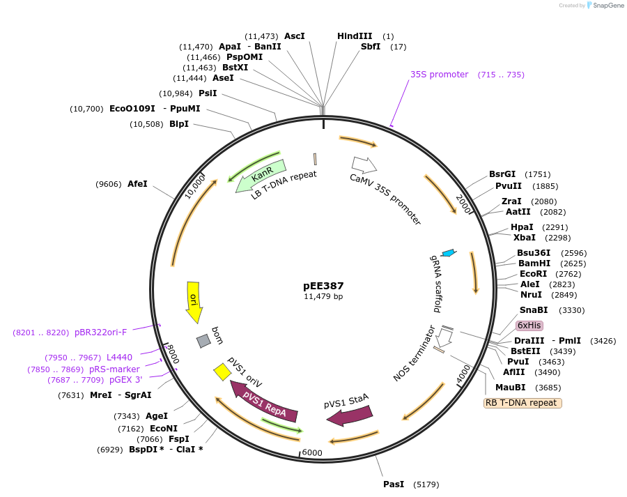 149285-plasmid-map-sequence-id-305797