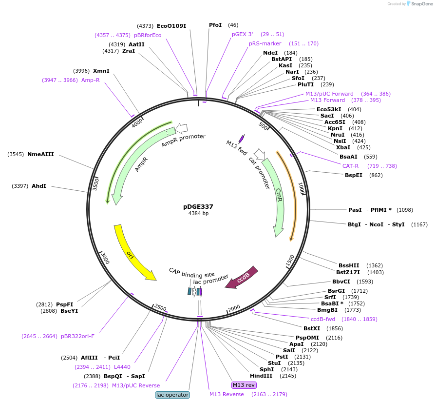 153246-plasmid-map-sequence-id-305804