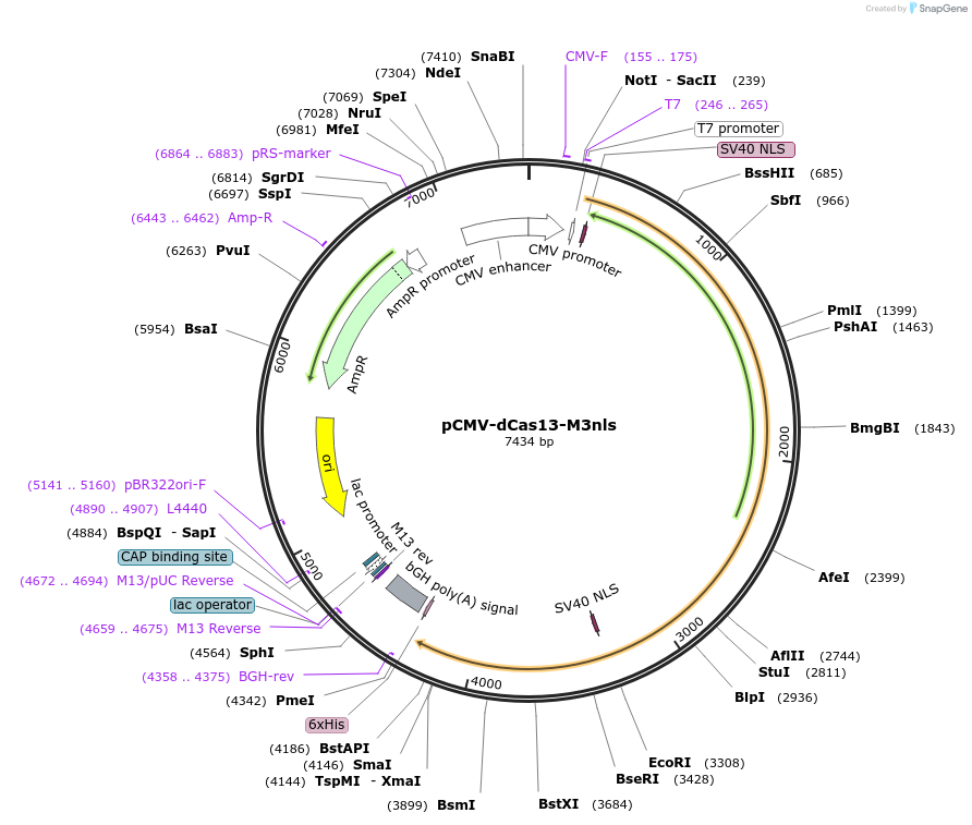 155366-plasmid-map-sequence-id-305808