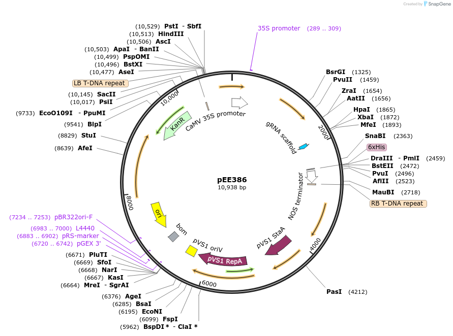 149284-plasmid-map-sequence-id-305817