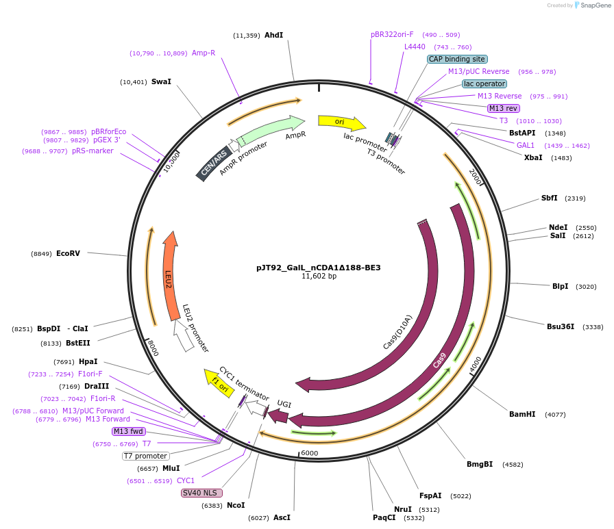 145052-plasmid-map-sequence-id-305818