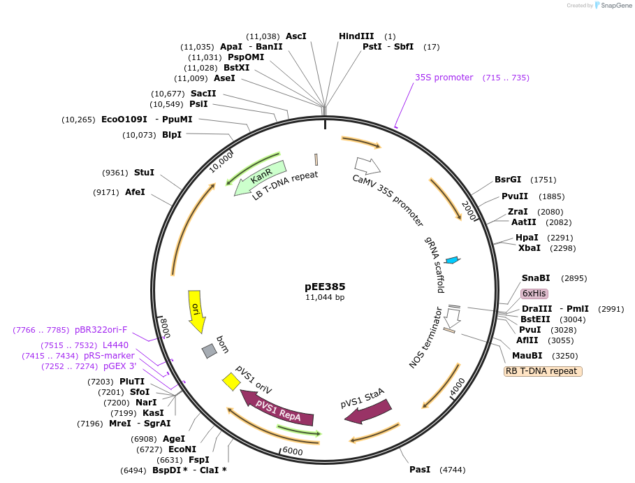149289-plasmid-map-sequence-id-305848