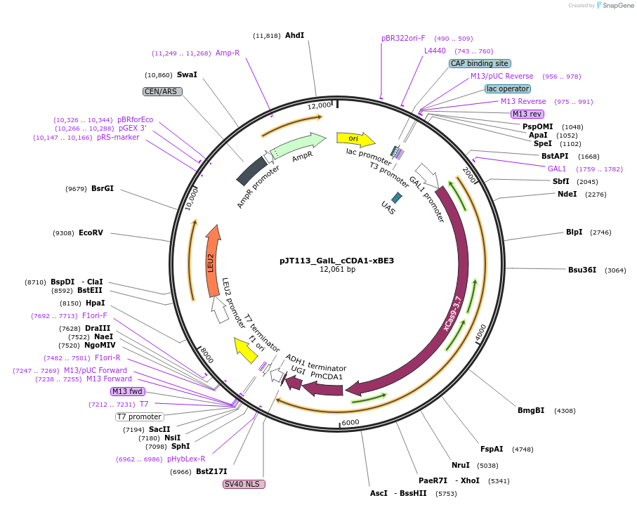 145079-plasmid-map-sequence-id-305858