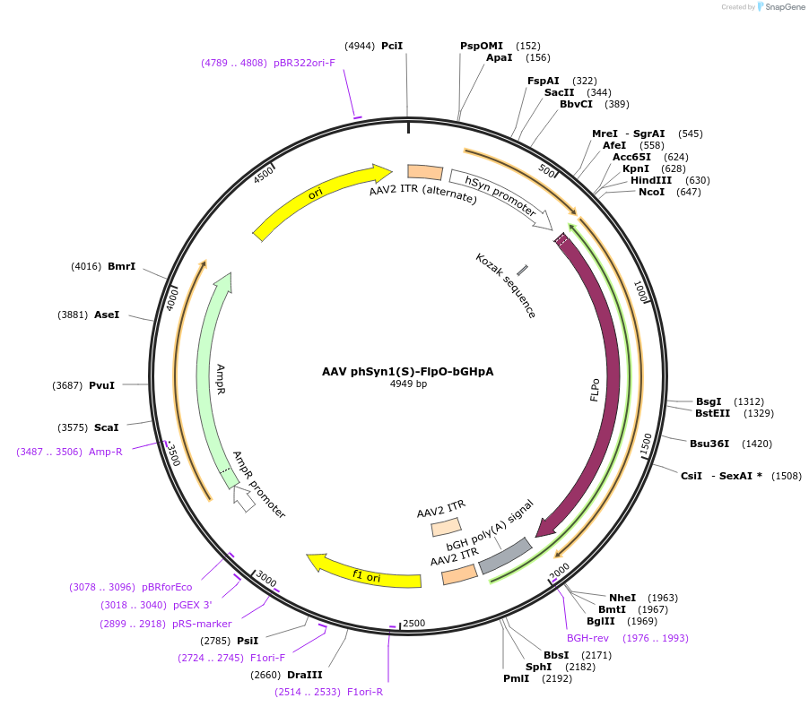 51669-plasmid-map-sequence-id-305863