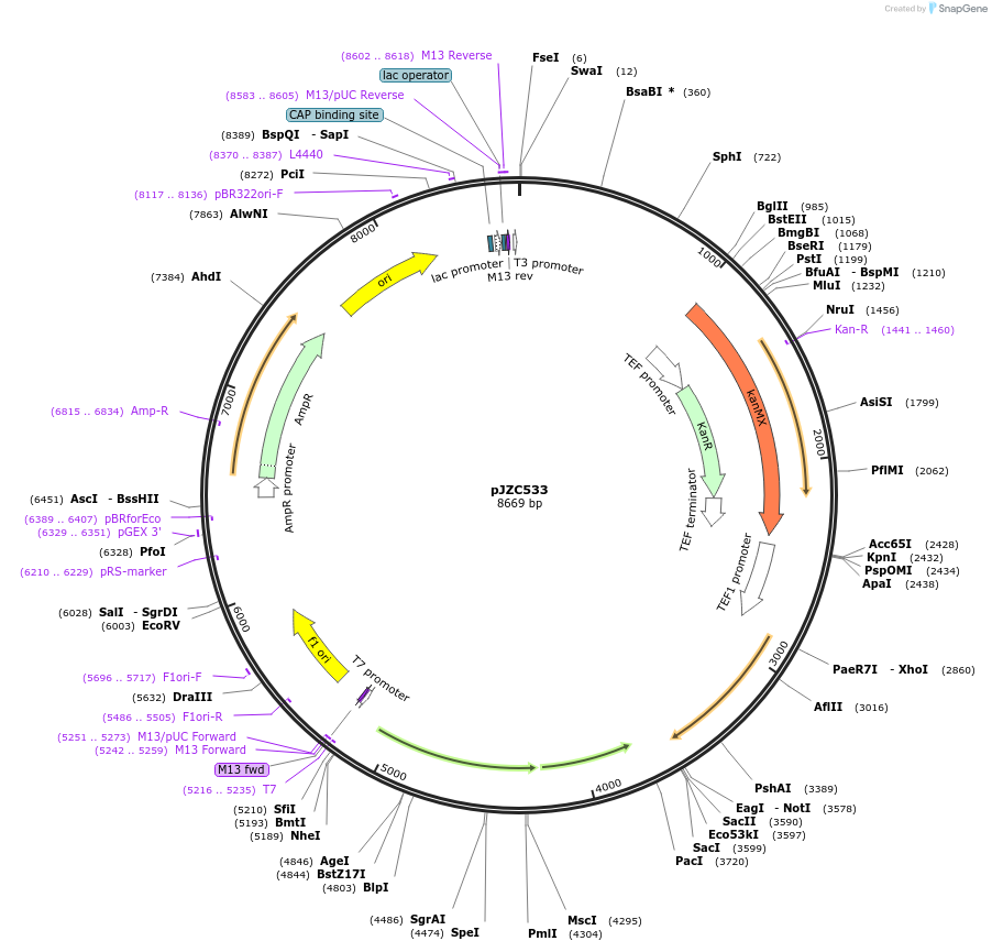 135435-plasmid-map-sequence-id-305866