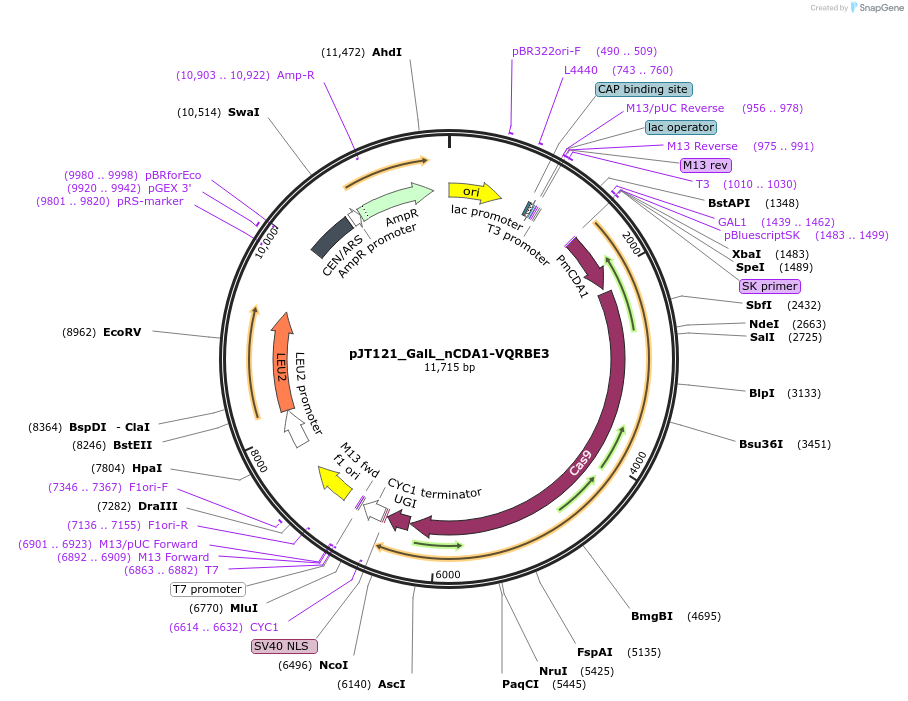 145086-plasmid-map-sequence-id-305894