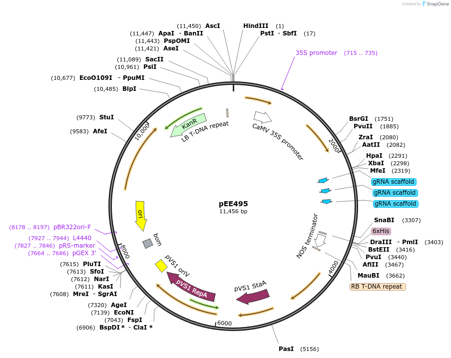 149291-plasmid-map-sequence-id-305898