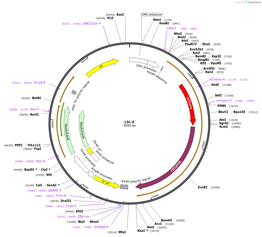 153543-plasmid-map-sequence-id-305901