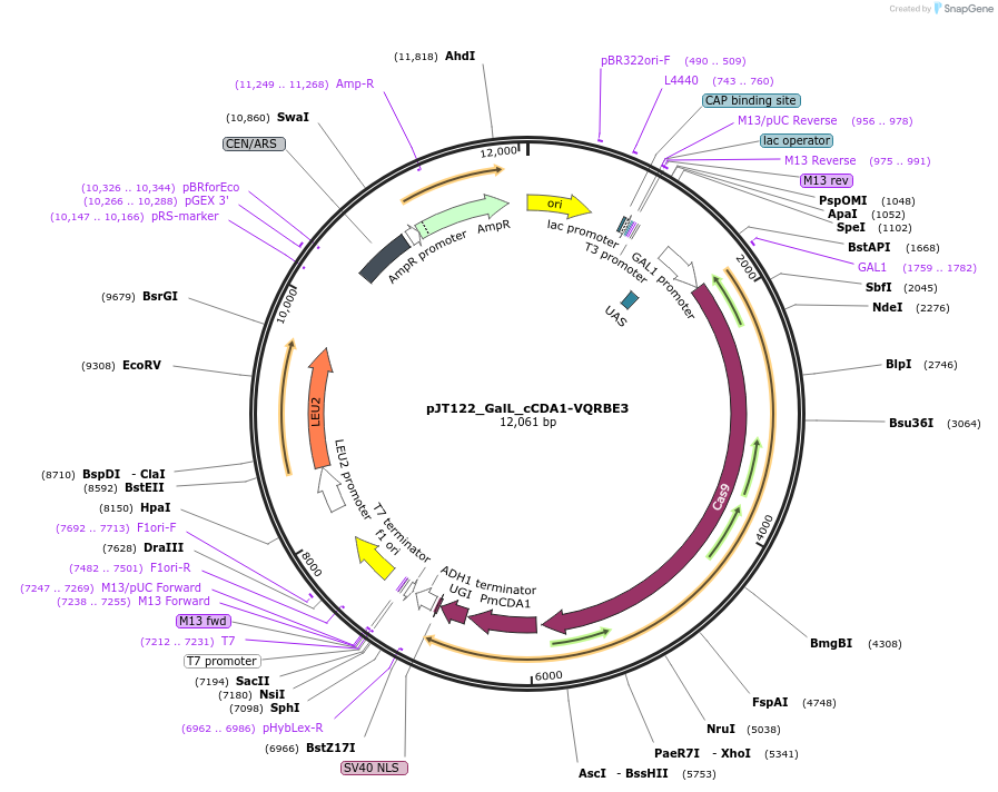 145087-plasmid-map-sequence-id-305902